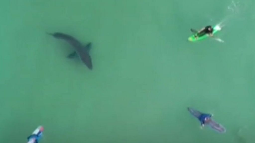 Curious shark sends surfers in South Africa to shore