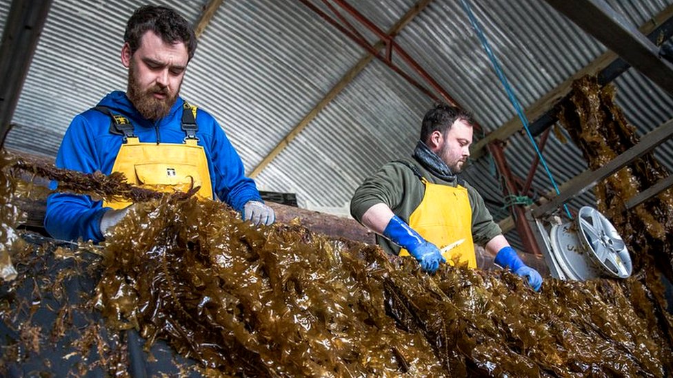 Top deals seaweed producers