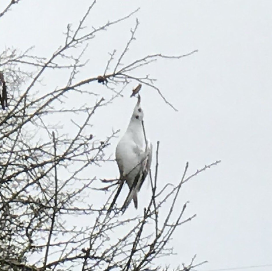 Пронзенная чайка свисает с дерева
