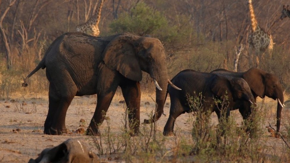 Слоны в национальном парке Хванге