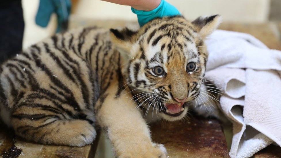 New video of adorable Amur tiger cubs at Highland Wildlife Park