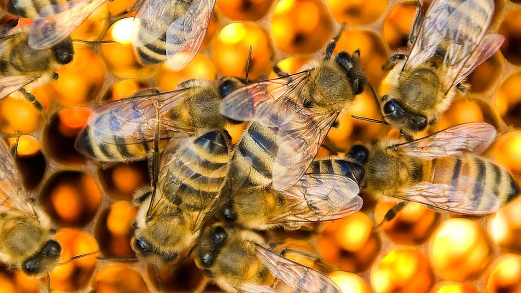 Tech Firms Use Remote Monitoring To Help Honey Bees Bbc News