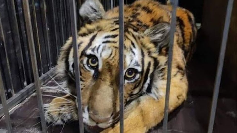 Tigress called Shani is one of many animals who were rescued and evacuated to Poland