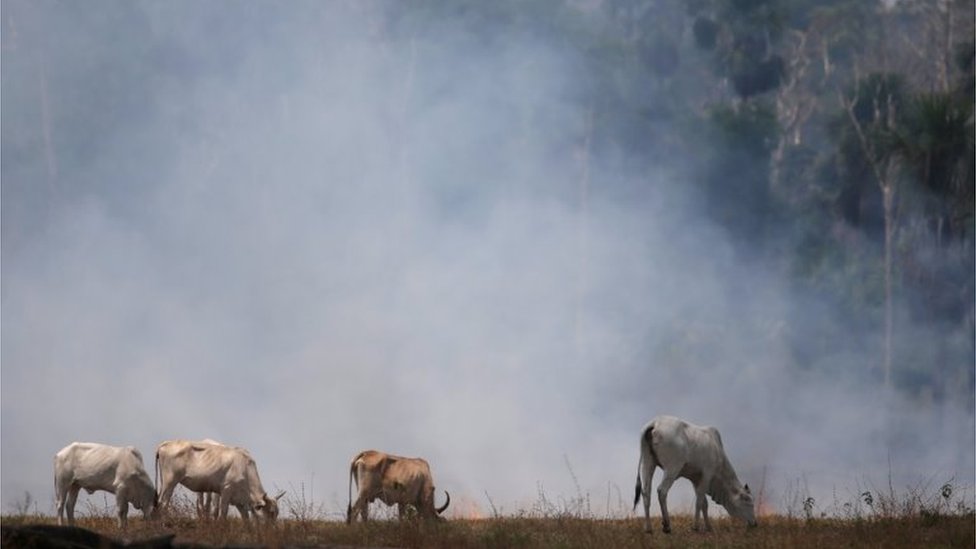 Vacas pastando em área da Floresta Amazônia que pega fogo, em Rondônia