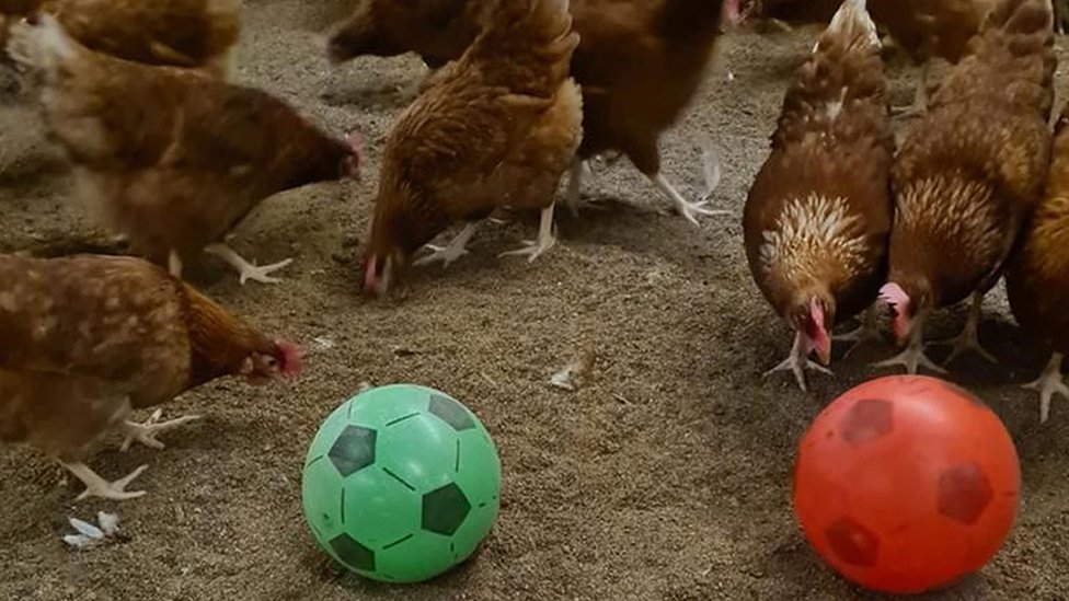 Цыплята играют в футбол