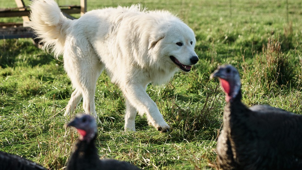 Livestock guardian dog rescue best sale near me