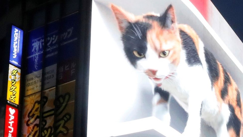 ICYMI: A big cat 3D billboard and a tiny celebrity cow