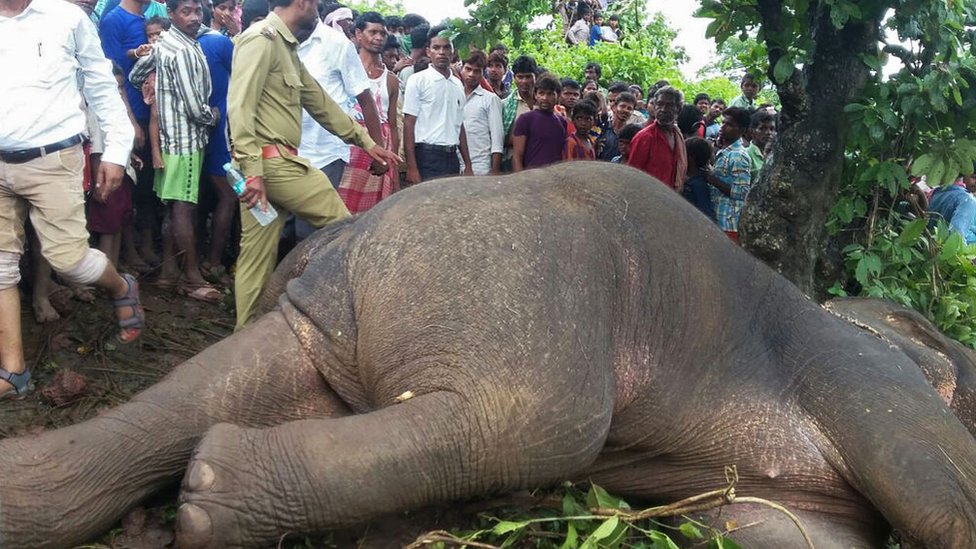 Estados Unidos permitirá desde el viernes la importación de "trofeos" de elefantes. elefante muerto
