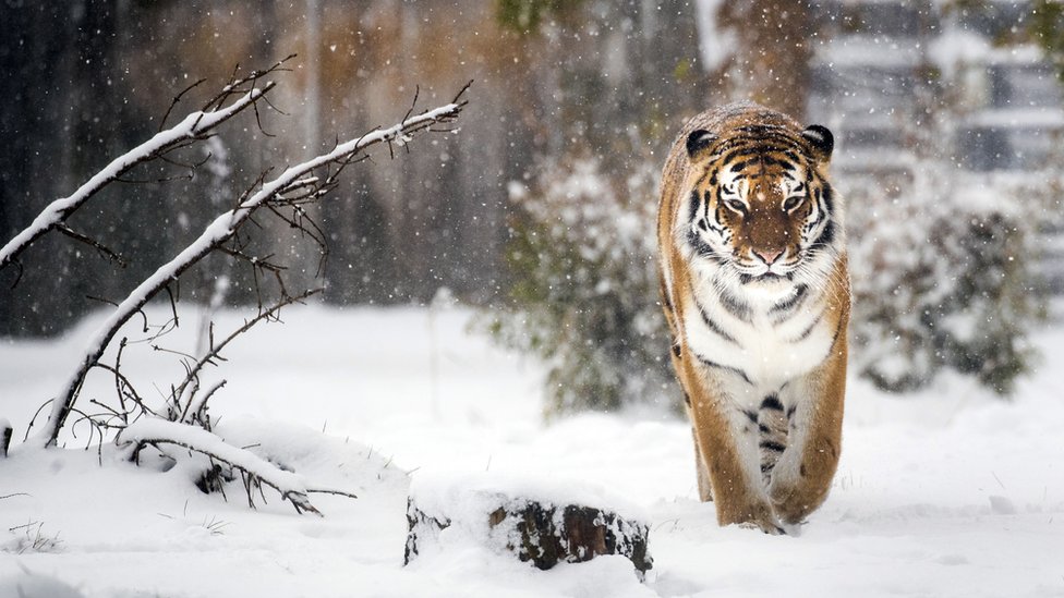 A Siberian tiger enjoys the snow at the Yorkshire Wildlife Park in Doncaster, South Yorkshire, as heavy snow and sub-zero conditions have blighted Britain