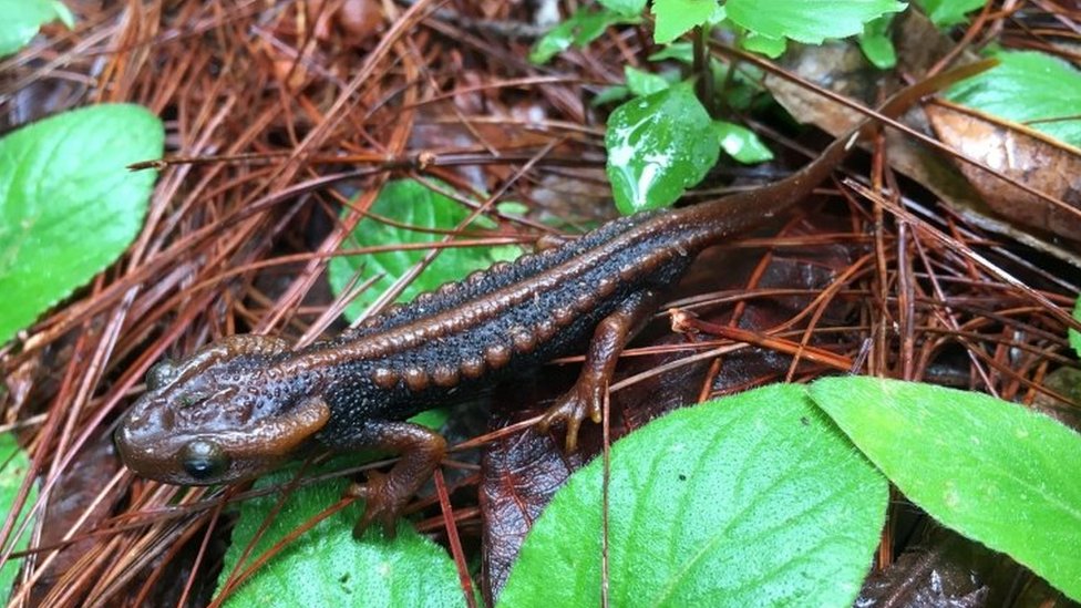 A newt with a racing stripe, or the Tylototriton phukhaensis