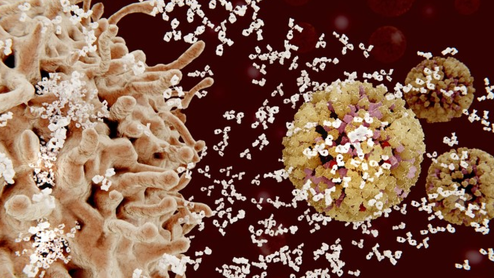Na ilustração, linfócitos B (à esquerda) liberam anticorpos (pequenas estruturas brancas) nos vírus (à direita)