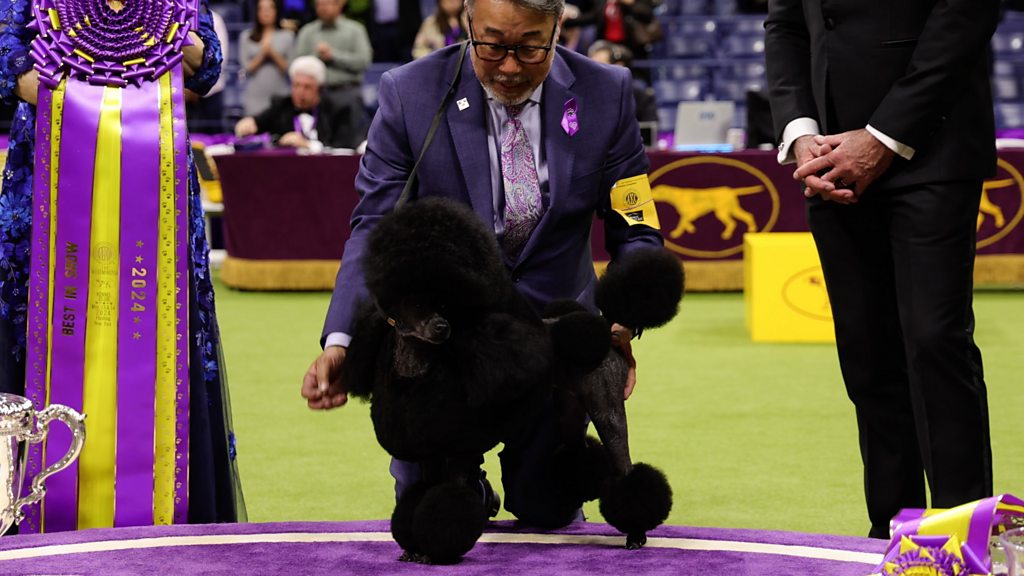 United Kennel Club Dog Show - Exciting Moments