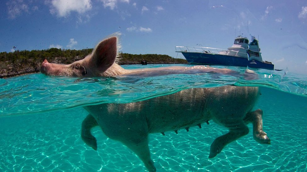Con sólo ir a saludar a los visitantes... Cerdo nadando bote en el fondo