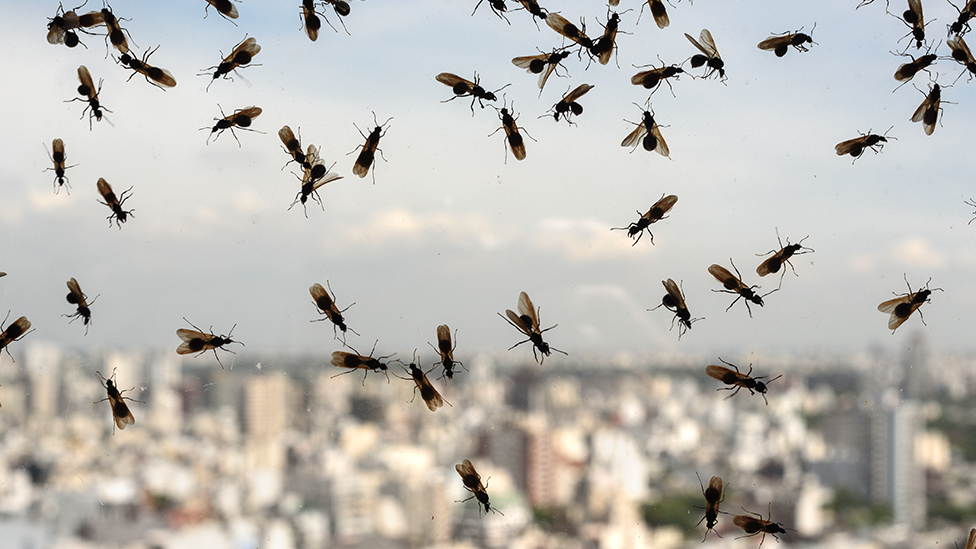 Летающие муравьи