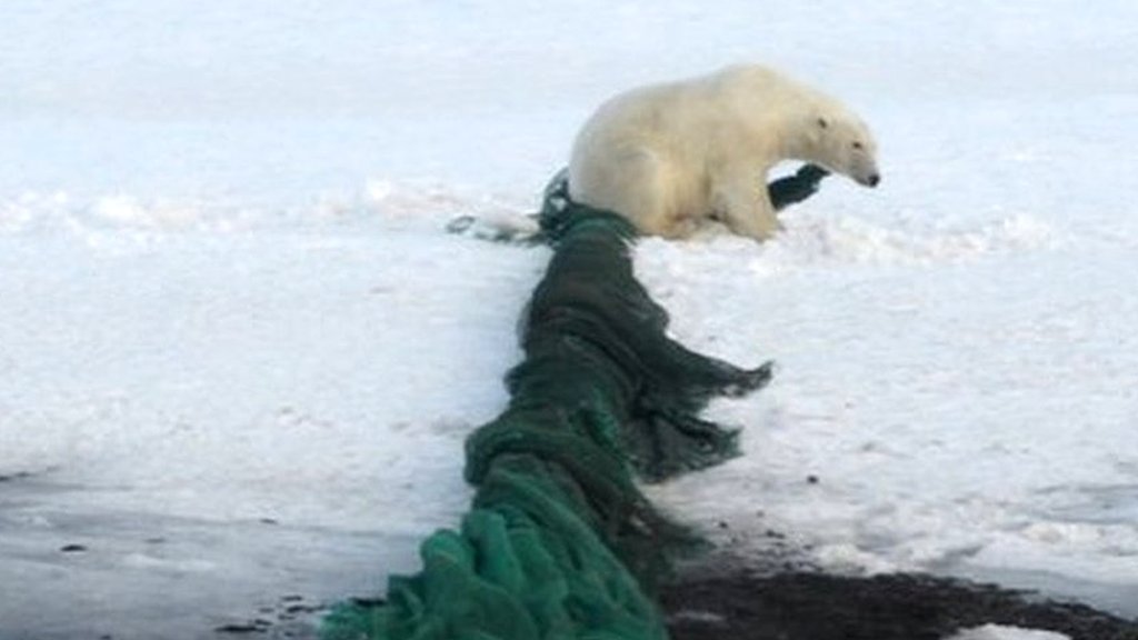 Record concentration of microplastics found in Arctic - BBC News