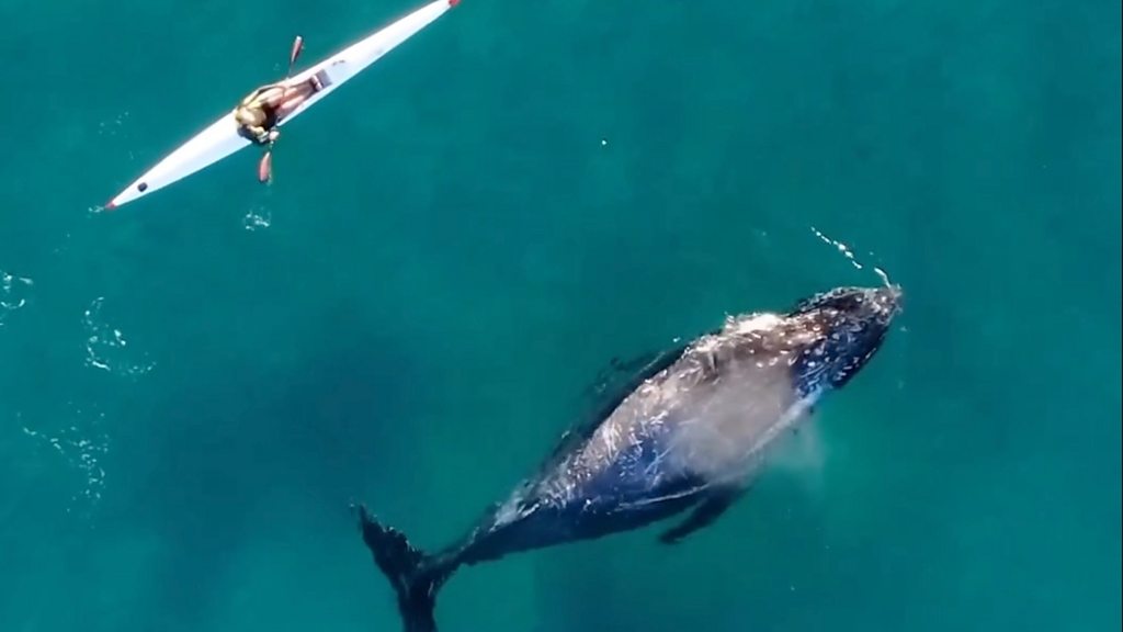 Australia: Watch ‘curious’ whale swim alongside kayaker in Sydney