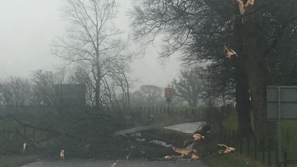 A65 заблокировано упавшим деревом