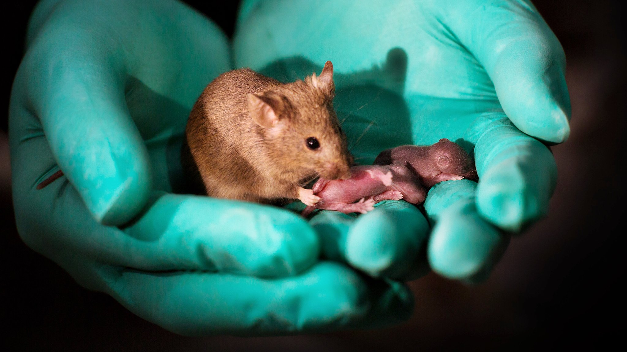 Same-sex mice have babies