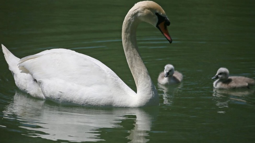 a mute swan
