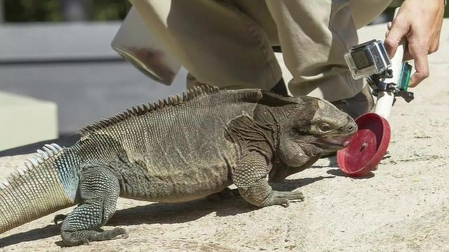 Iguanas falling from trees in Florida - BBC News