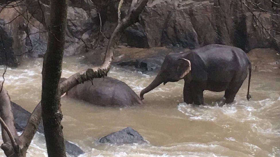 Слон пытается разбудить одного из своих умерших товарищей