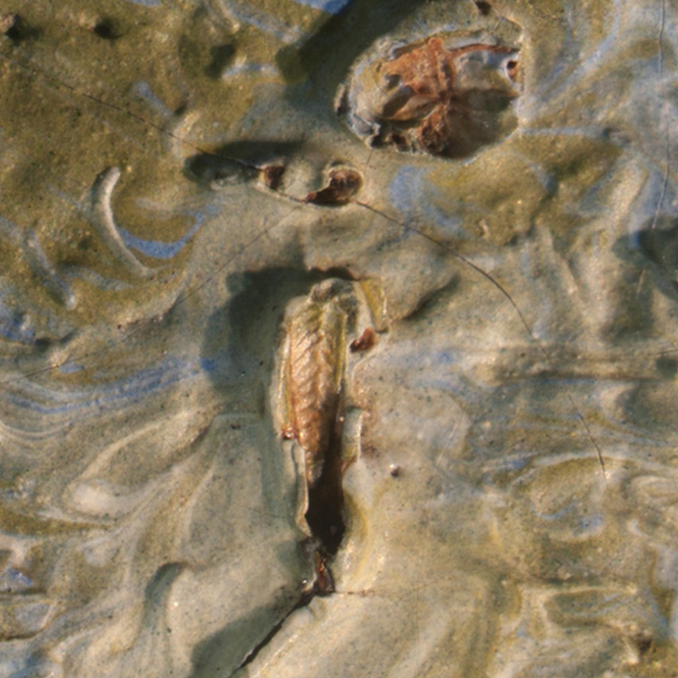 Al saltamontes le falta el tórax y el estómago, por lo que el paleoentomólogo Michael Engel concluyó que ya estaba muerto cuando aterrizó en el cuadro. Saltamontes en el cuadro de la serie Olive Trees de Vincent van Gogh en el Museo Nelson-Atkins de Kansas City, Estados Unidos.