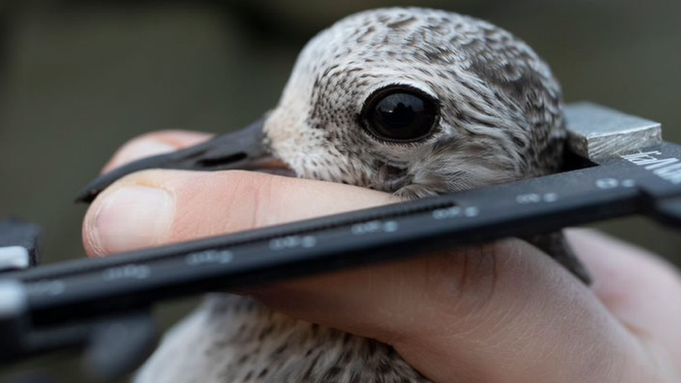 A bird being measured