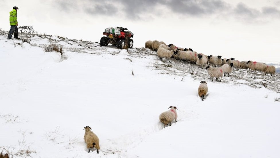 Овцы на шотландской ферме после нападения Зверя с Востока в прошлом году