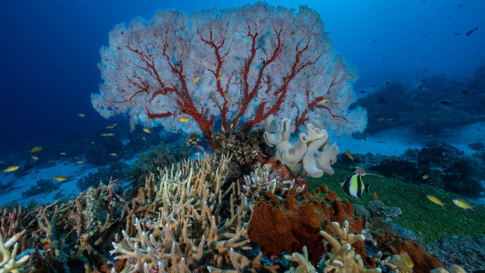 Los arrecifes de coral son uno de los atractivos naturales de Filipinas. Corales en Filipinas.