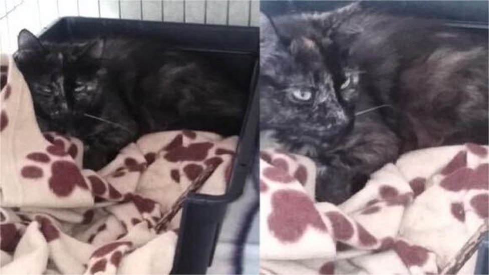 Hollanda�da kaybolan kedi 2 yıl sonra Belçika�da bulundu