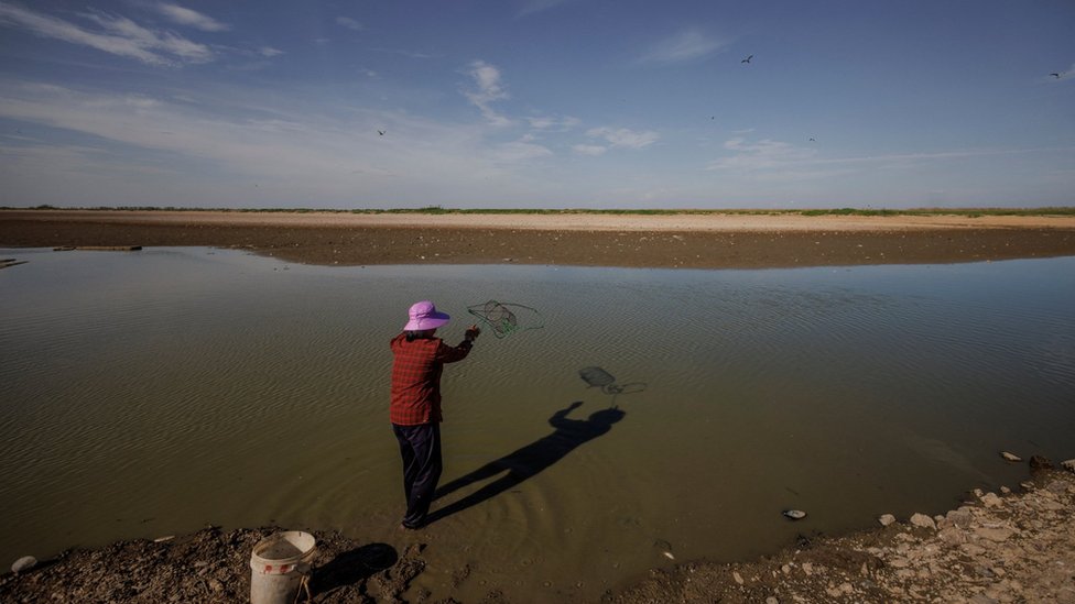 江西南昌一位女村民在乾涸大半的鄱陽湖中撒網捕魚（26/8/2022）