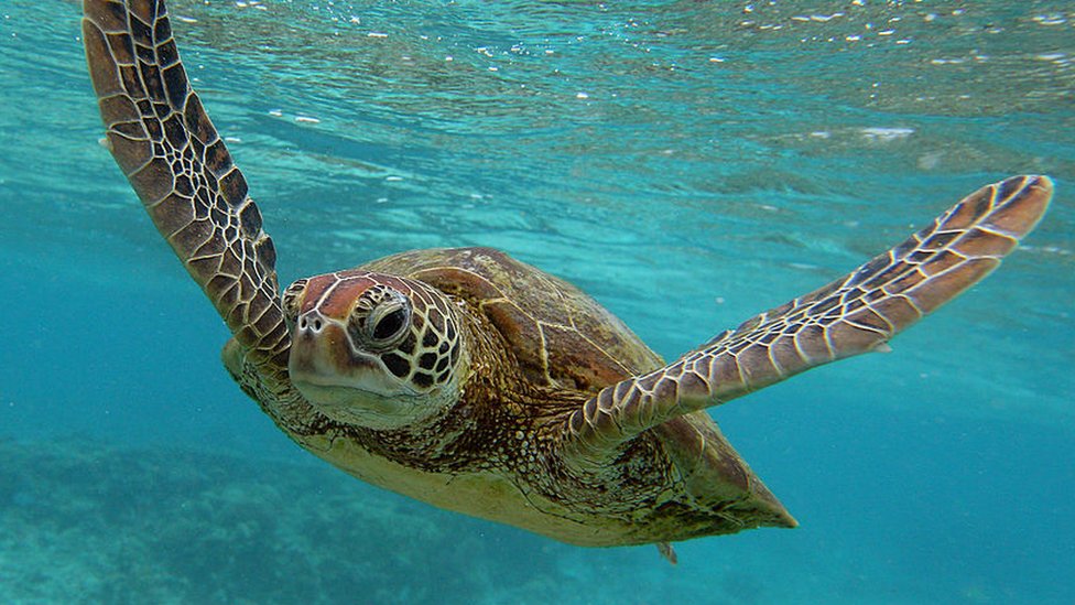 Sea turtles: Why lockdown is great news for these endangered animals - BBC  Newsround
