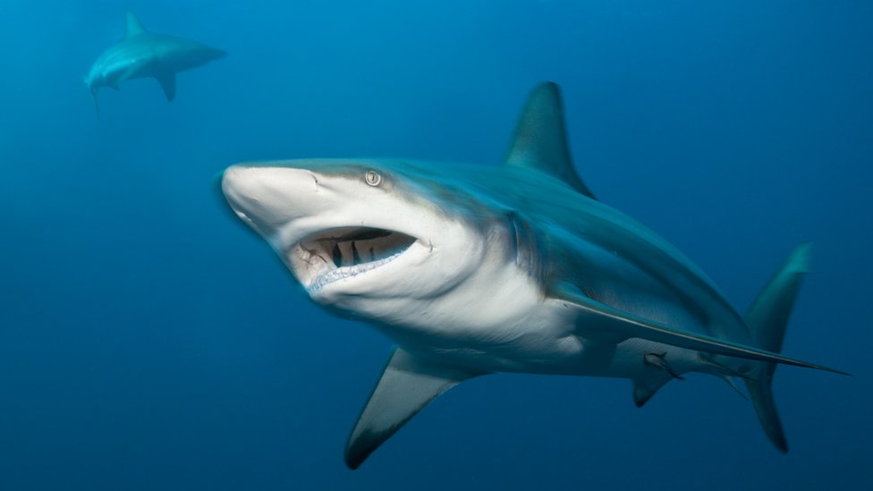 The New Sharks Coming To Uk As Temperatures Rise Bbc News