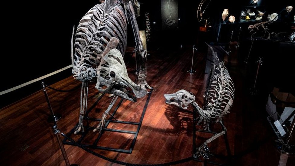 Dos esqueletos de dinosaurios