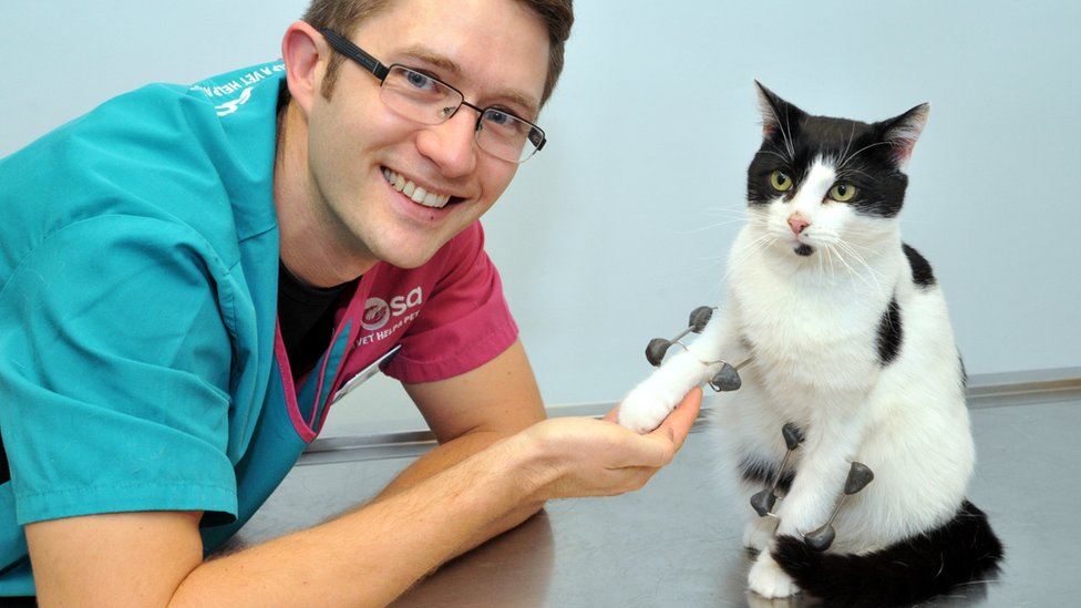 Curious cat Shinji breaks legs in 40ft bird watching fall BBC News