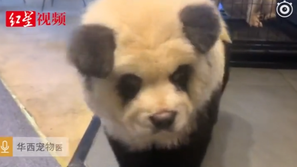 china panda dog