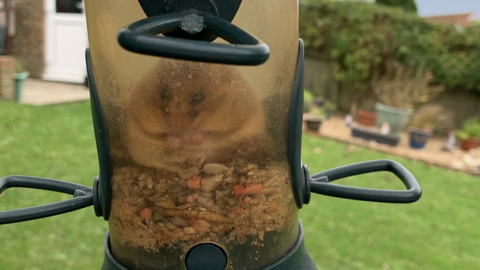 Dormouse stuck in bird feeder