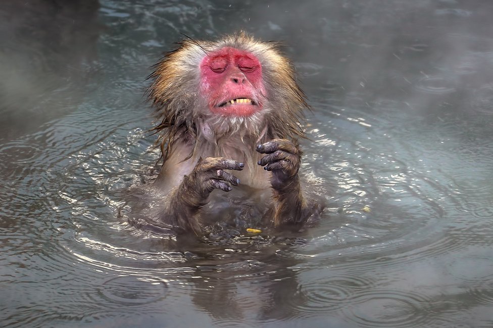 A monkey in water looking shocked at the temperature of the water
