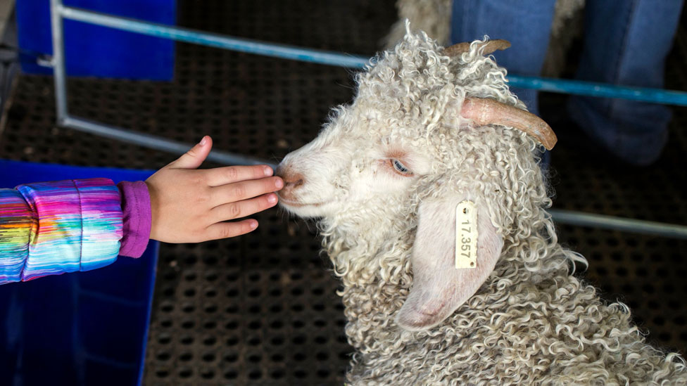 Девушка касается морды ангорской козы на выставке Nampo Harvest Day Expo недалеко от Ботавилля в Южной Африке 15 мая 2018 года.