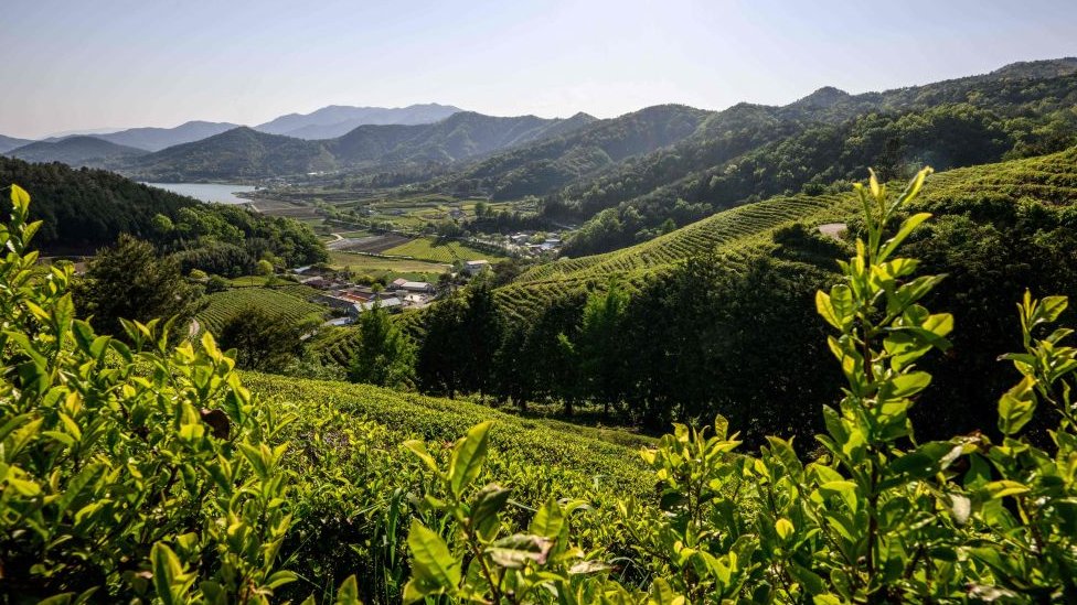 Campos de té en la provincia de Jeolla del Sur.