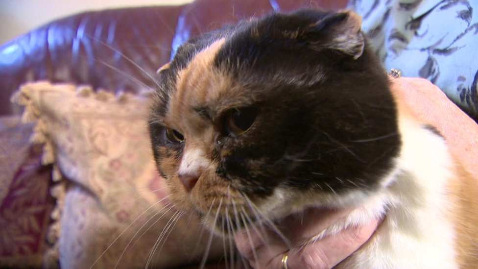 Should Scottish Fold Cats Be Banned Bbc News