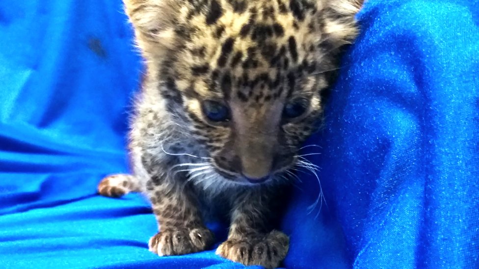 Leopard cub found in passenger's luggage at Indian airport