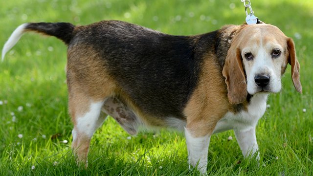 Bob the Beagle