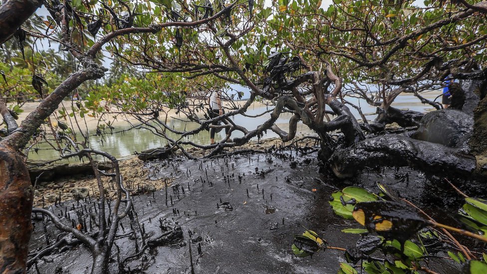 Разливы нефти загрязняют мангровые заросли на пляже Карнейрос в штате Пернамбуку