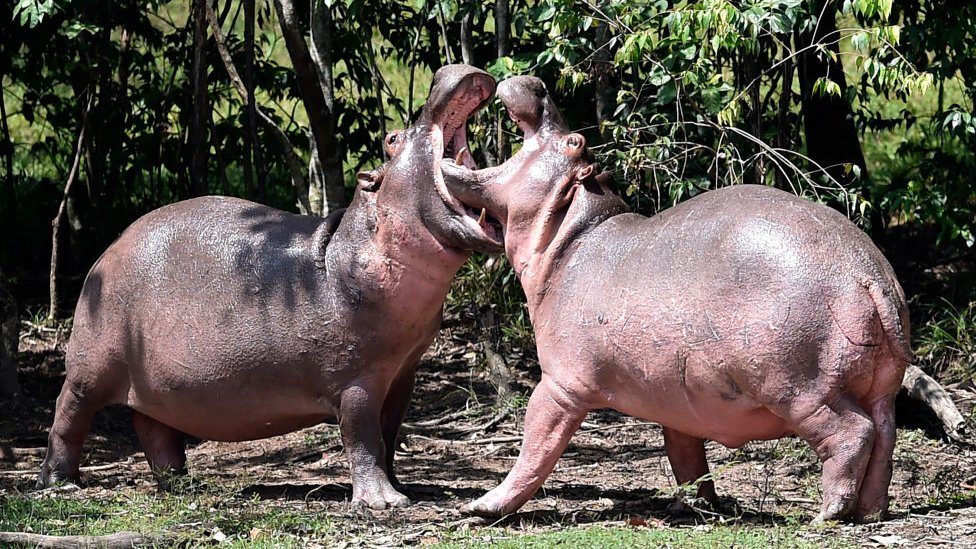 Hacienda Napoles'te oynayan hipopotamlar.