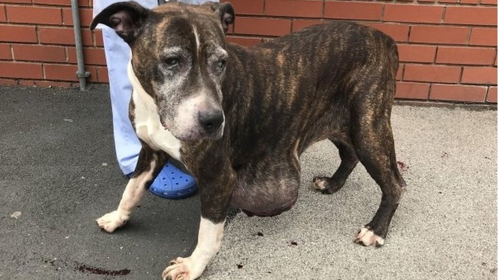 Dumped Bolton dog found with 'shocking' tumour