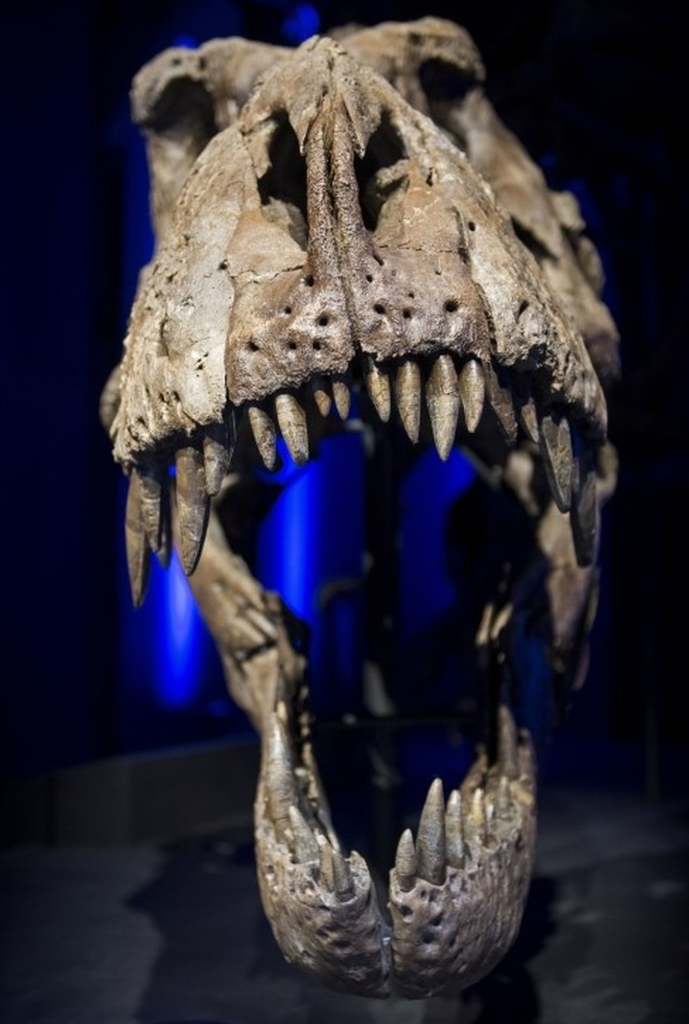 Скелет T. rex