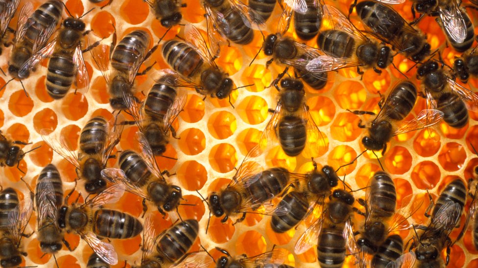 يبلغ عدد النحل الذي يولد نظريا في بريطانيا في اليوم إلى 371191500 نحلة في اليوم