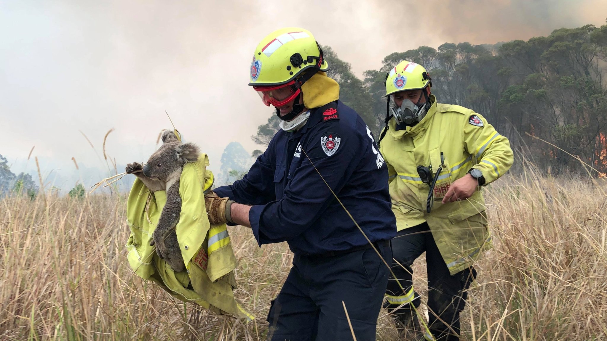 Австралийские пожарные спасают коалу