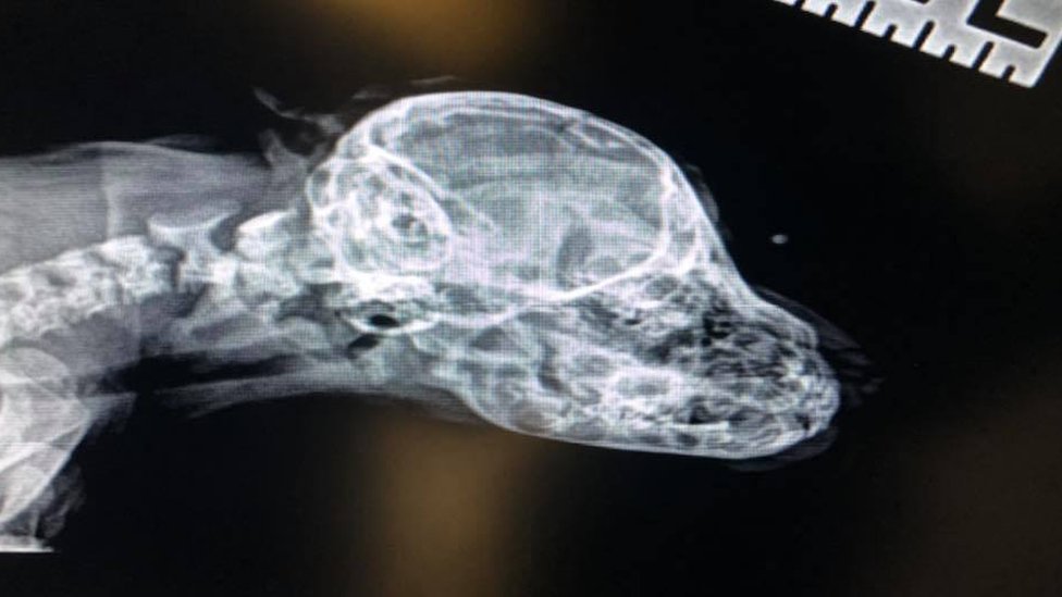 Radiografía de la cabeza y cuello del cachorro Narwhal